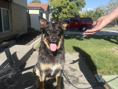 Male 3 year old German Shepard Mix