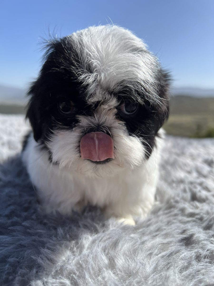 Female Shih Tzu puppies