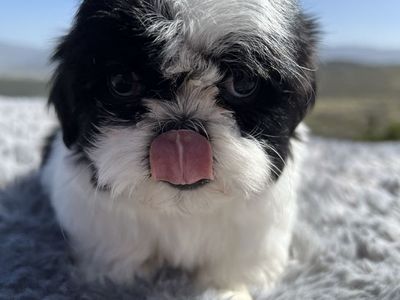 Female Shih Tzu puppies