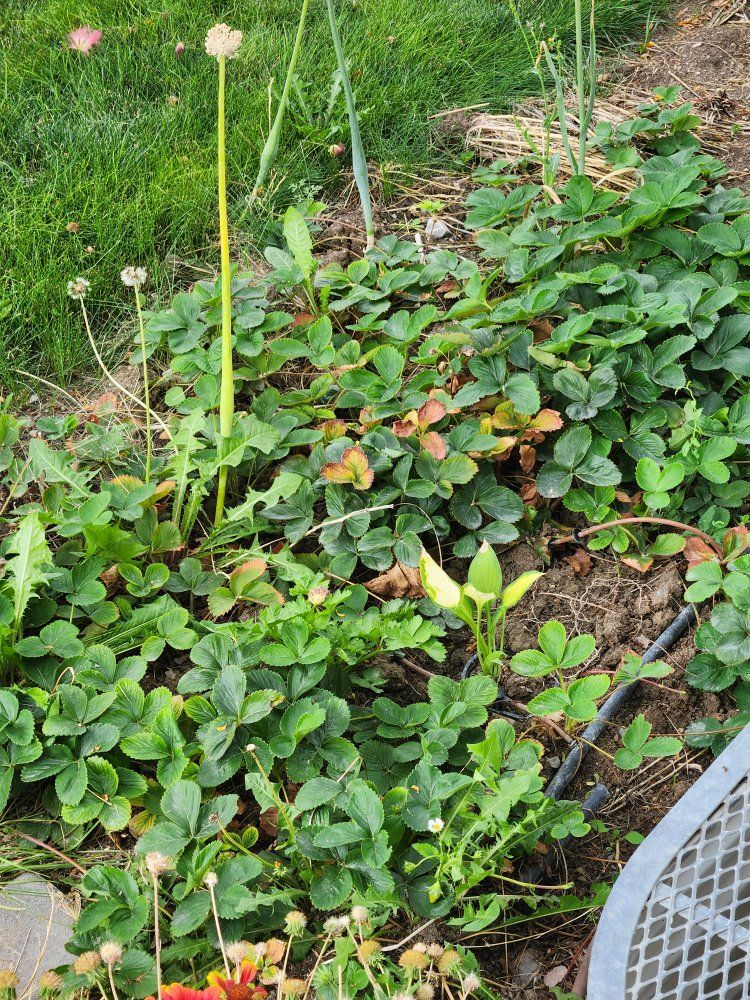 Strawberry plants