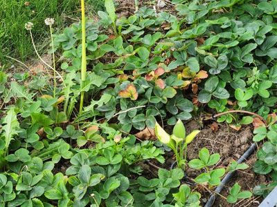 Strawberry plants