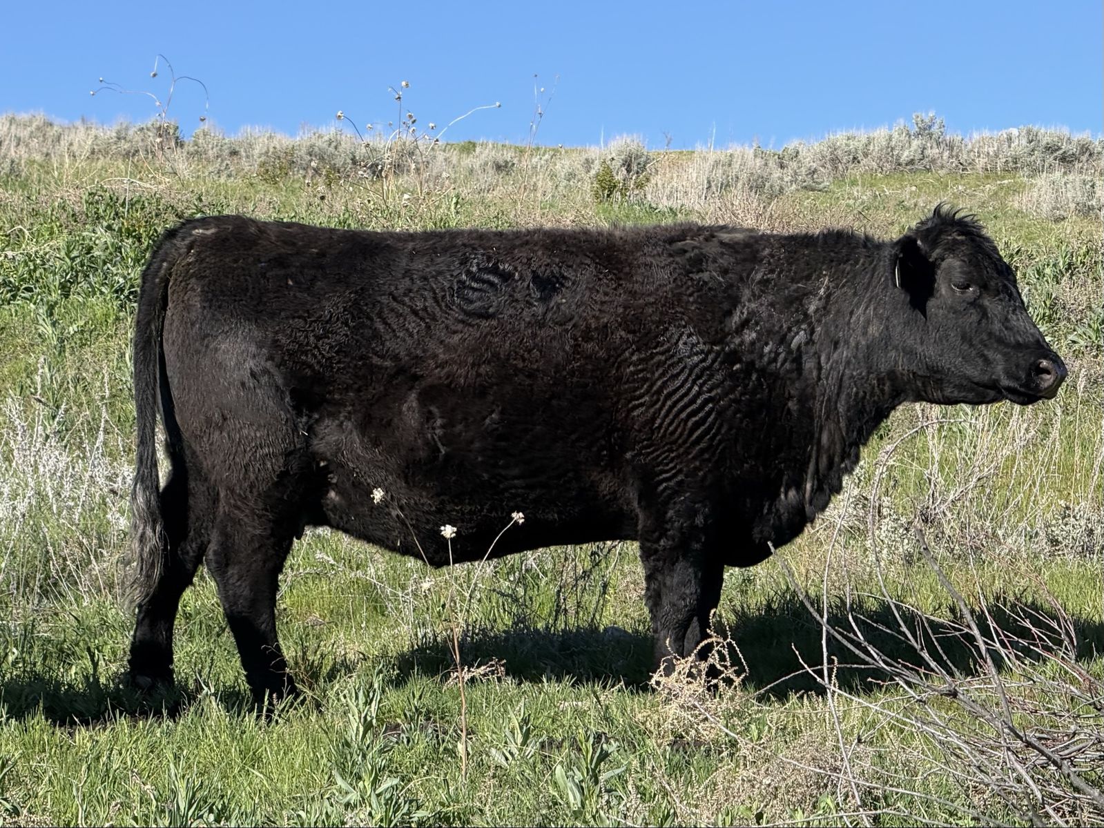 Pregnant Angus (Carrying Highland Heifer)