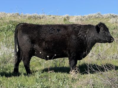 Pregnant Angus (Carrying Highland Heifer)