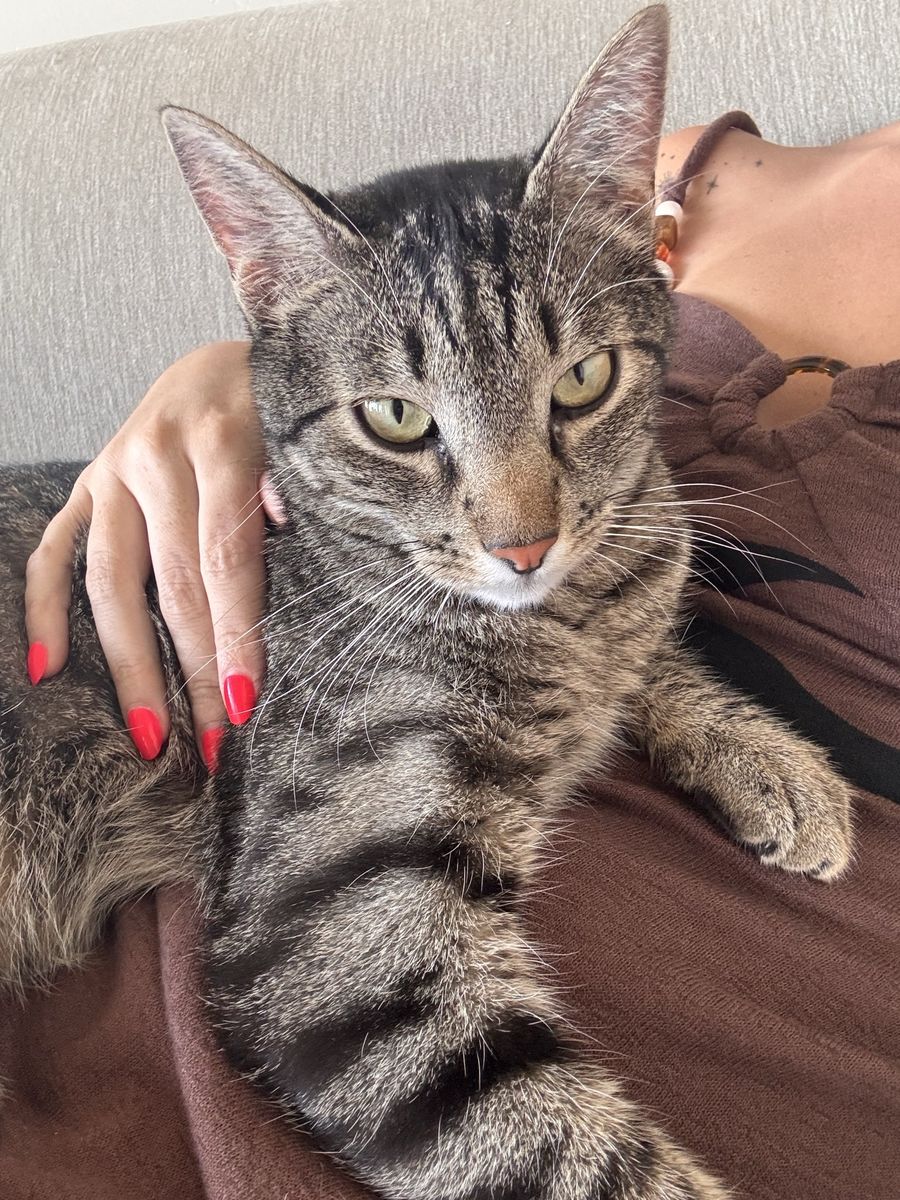 Free Domestic Shorthair Tabby Cat
