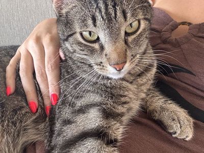 Free Domestic Shorthair Tabby Cat