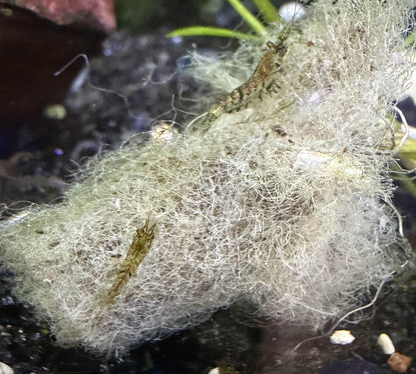 Neocaridina shrimp