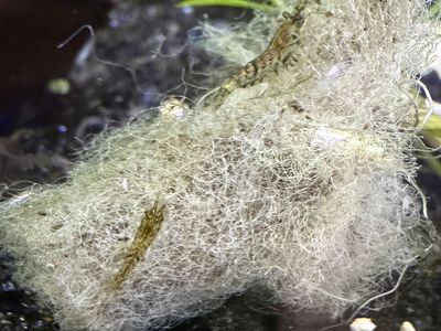 Neocaridina shrimp