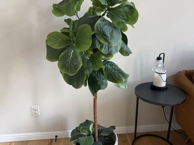 Artificial Fiddle Leaf Fig Tree in Woven Planter Basket