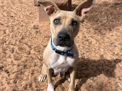 Hello my name is Disco Flower