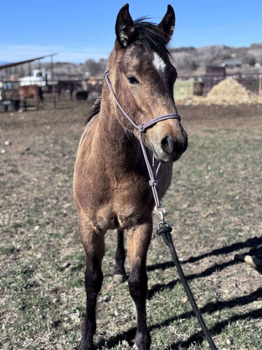 AQHA ‘25 Colt