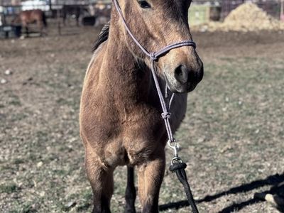 AQHA ‘25 Colt