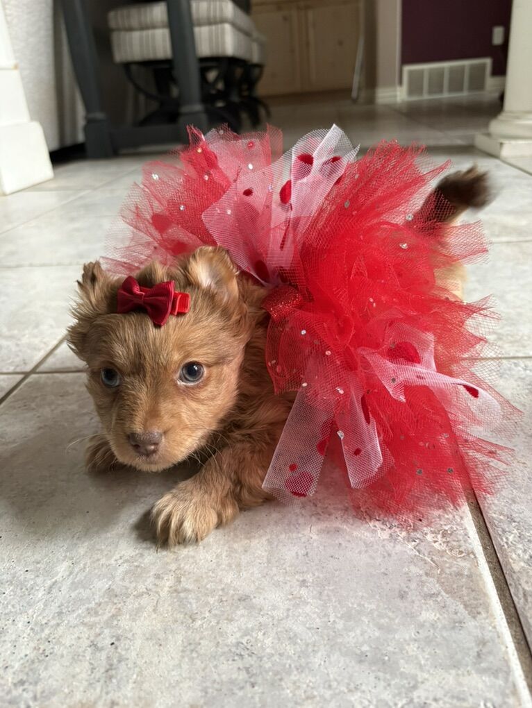 females Yorkie Puppies