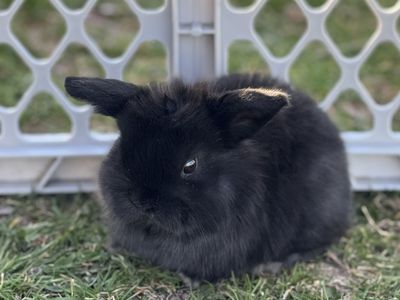 Purebred Holland Lop Bunnies