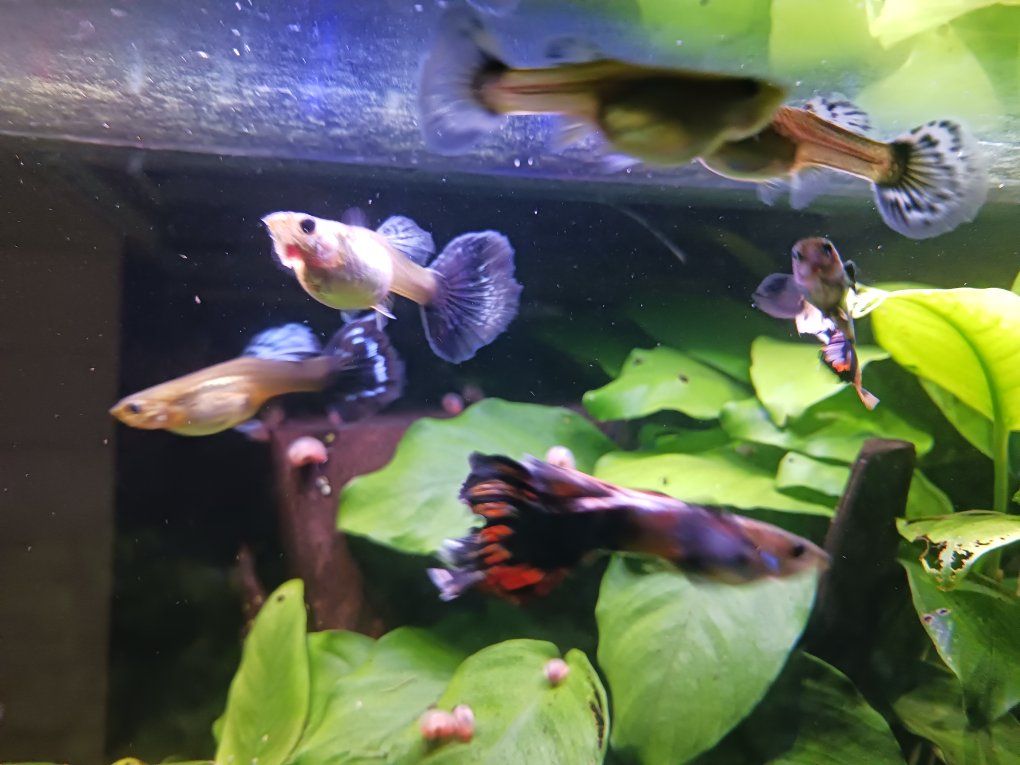 fish tank / aquarium stuff