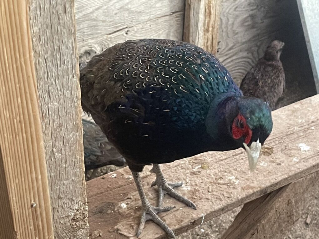 Melanistic Mutant Pheasants