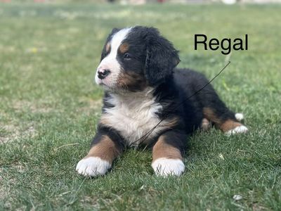 Bernese Mtn Puppies