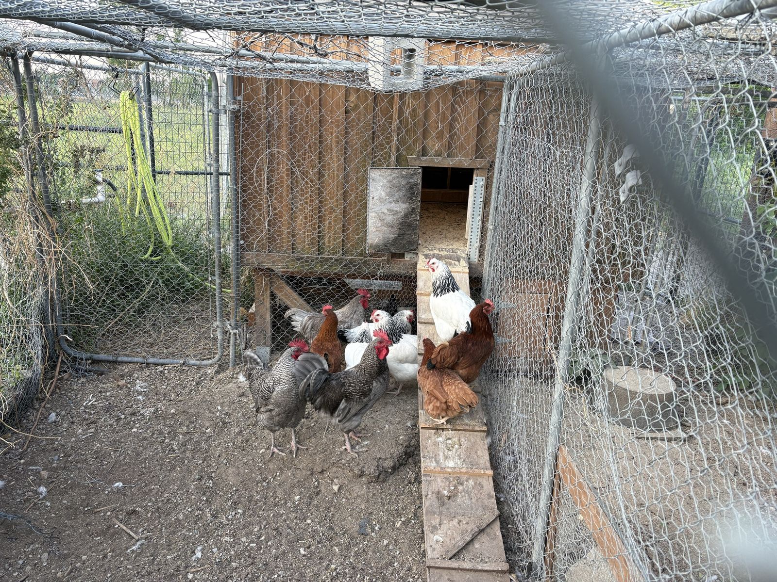 Roosters