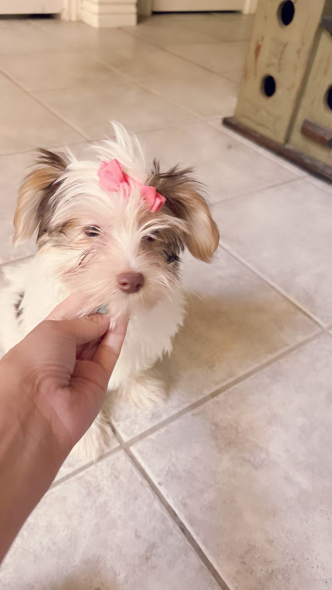 Adorable female Yorkie  Puppy