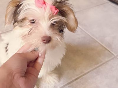 Adorable female Yorkie Puppy