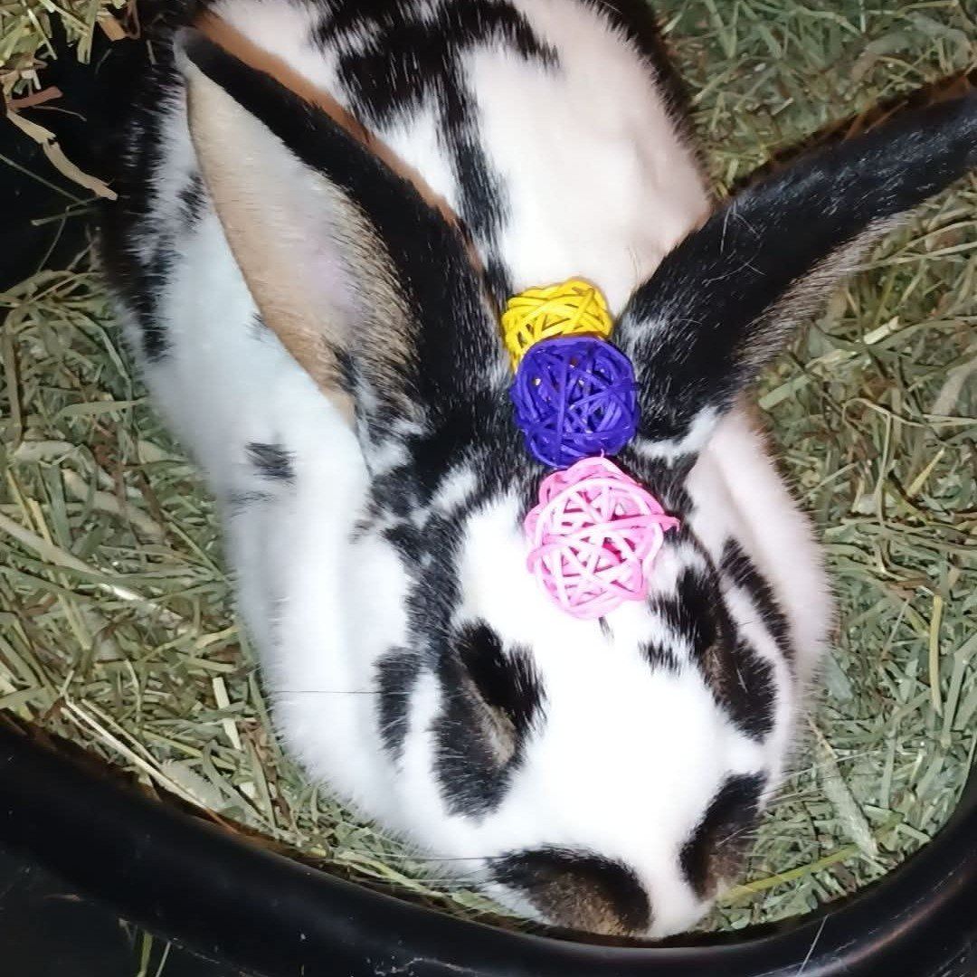 Male meat rabbit $25 rehoming fee