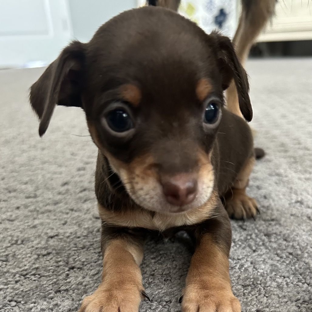 Hello my name is Lincoln