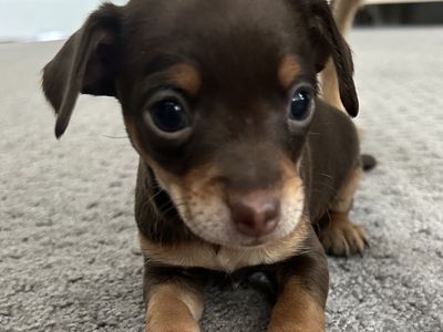 Hello my name is Lincoln