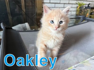 4 kittens
