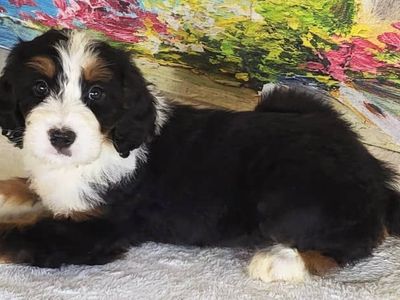 Standard Bernedoodle – Girl Daisy ($2400)