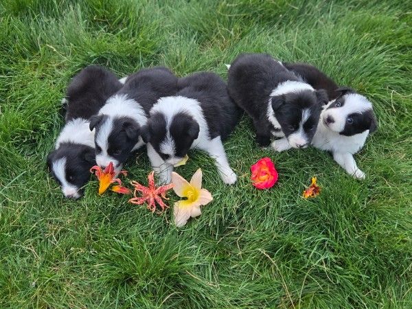 Purebred Border Collie Puppies – Ready for Their Forever Homes Today!