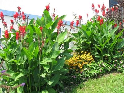 Canna Lily Bulbs