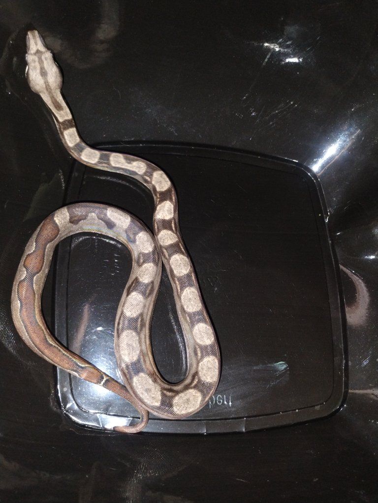 female motley jungle het kahl albino