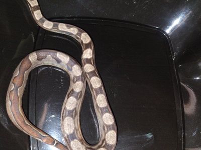 female motley jungle het kahl albino