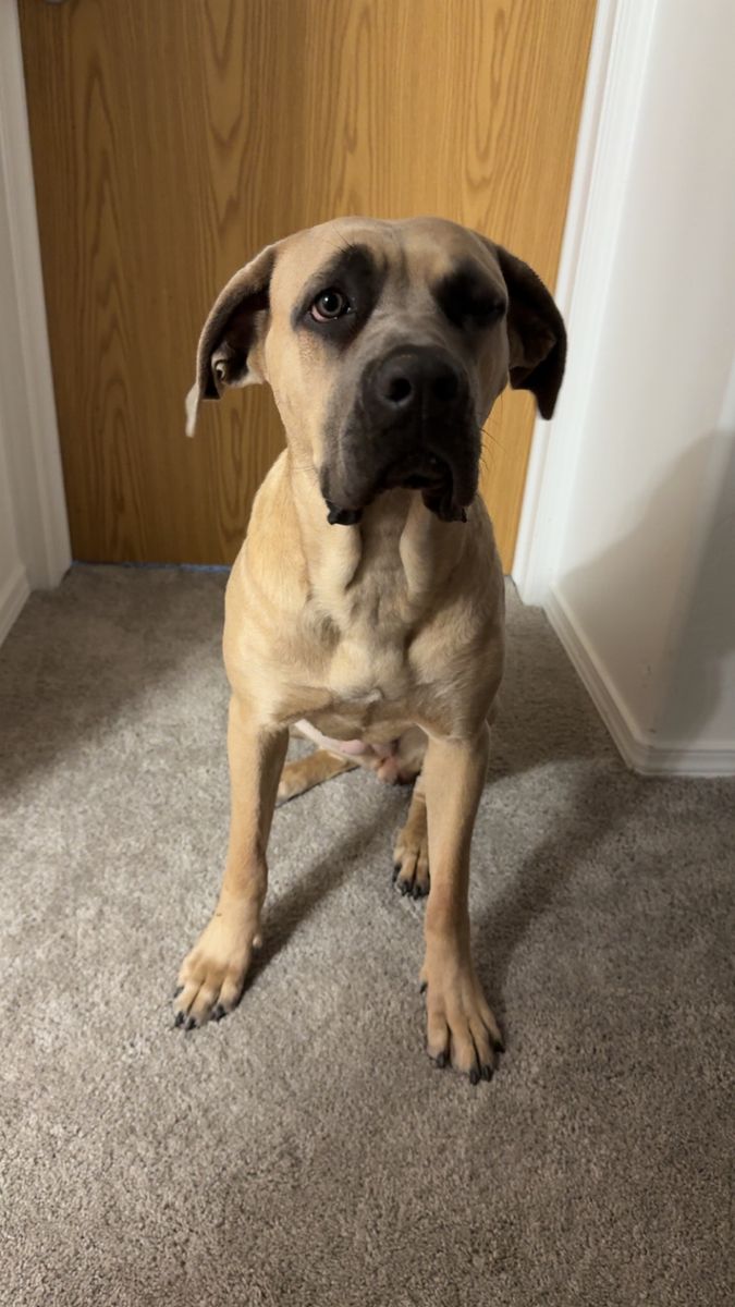 Purebred Female Cane Corso Formentino Coat