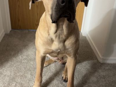 Purebred Female Cane Corso Formentino Coat