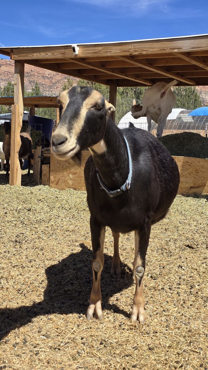 ADGA Registered Purebred LaMancha Dairy Doe – Bred & Due Soon