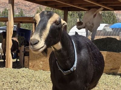 ADGA Registered Purebred LaMancha Dairy Doe – Bred & Due Soon