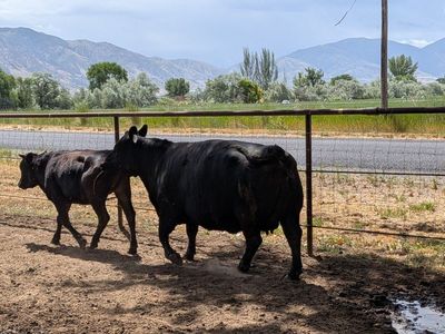 Angus cows