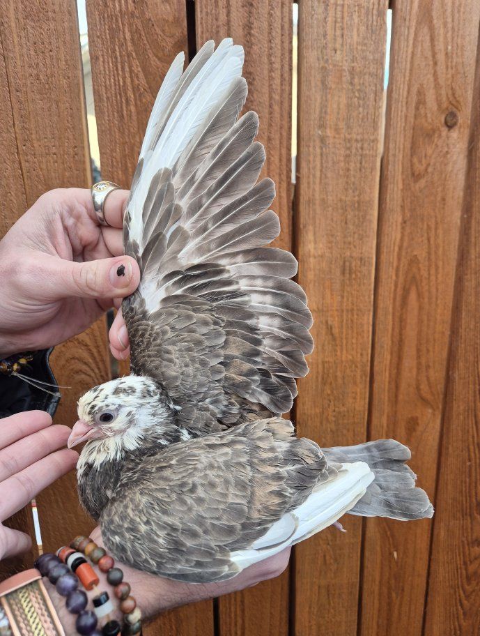 Fancy Pigeons For Sale