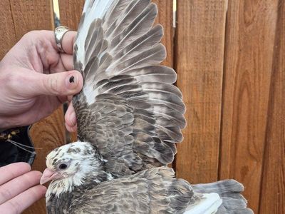 Fancy Pigeons For Sale