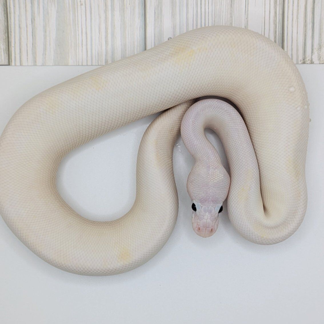 2025 Male Super Fire Pastel Ball Python