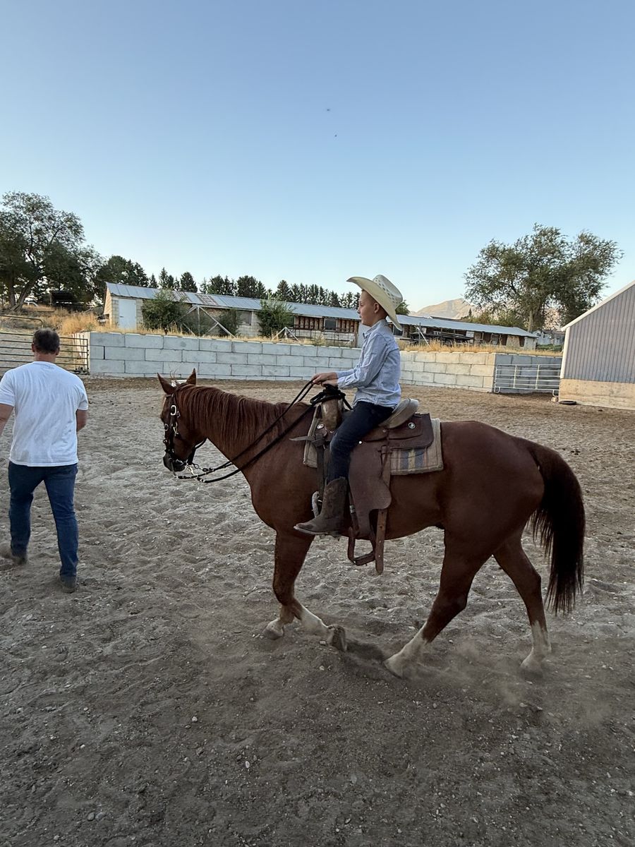 13 yr old Grade Quarter Horse Gelding