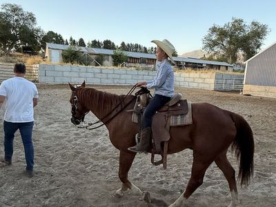 13 yr old Grade Quarter Horse Gelding
