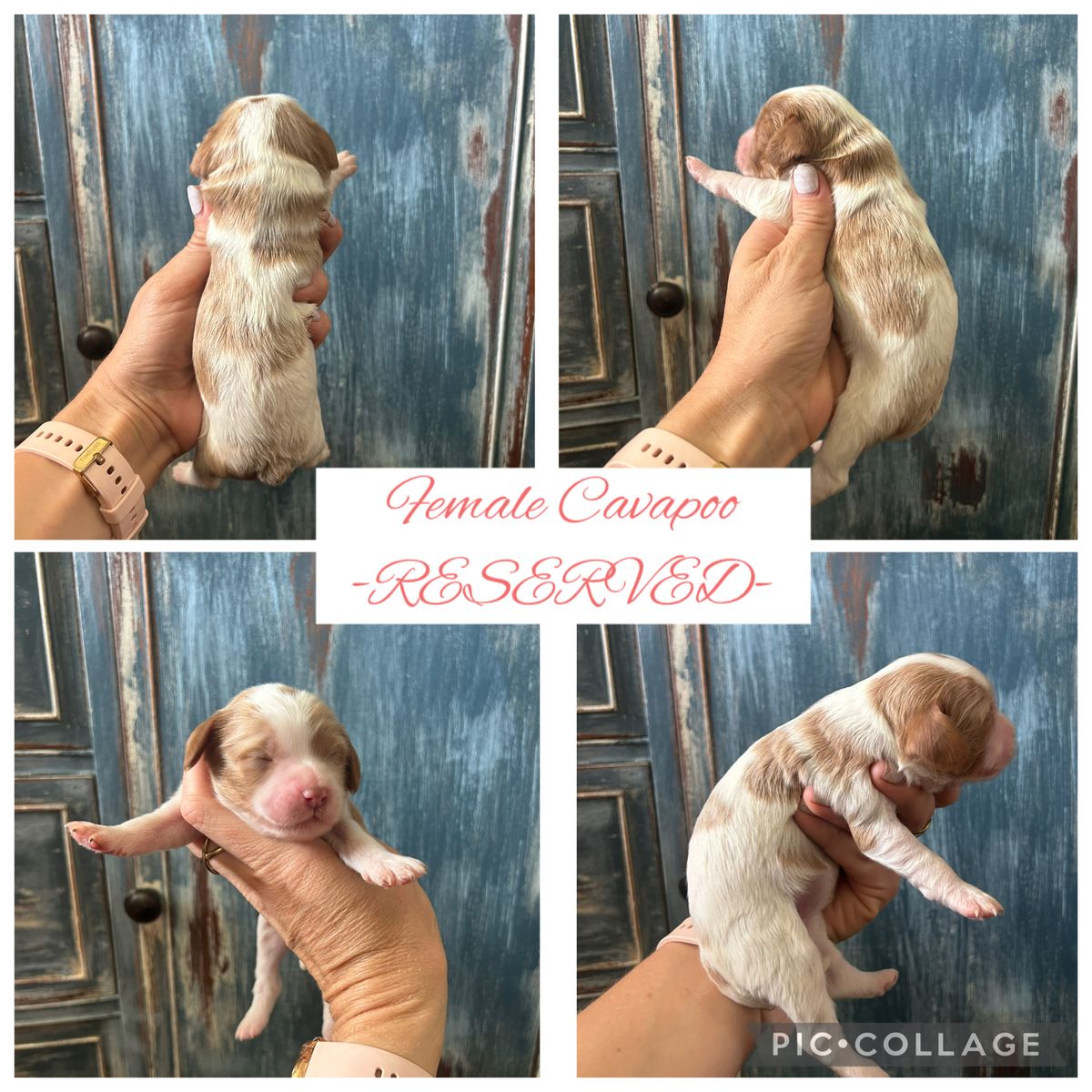 Mini Cavapoo Puppies