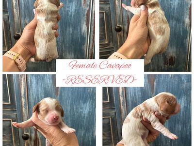Mini Cavapoo Puppies