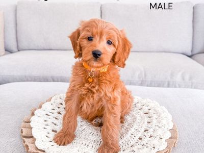 Professionally Raised F1bb Mini Goldendoodle Puppies Ready Now Golden Doodle Therapy Quality ESA Potential