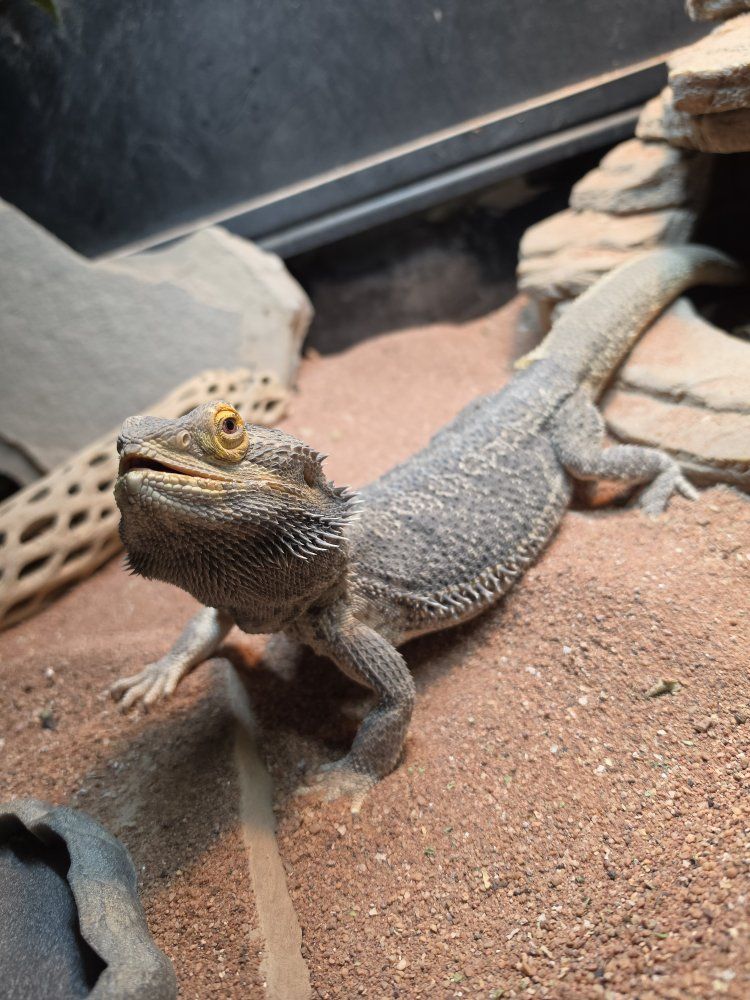 Male Bearded Dragon and Tank
