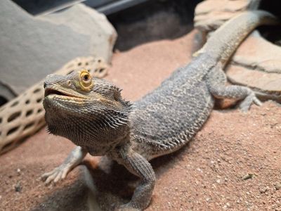Male Bearded Dragon and Tank