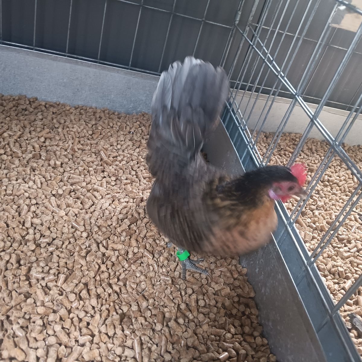 Azteca hen nice blue lemon colored hen. Laying really good right now