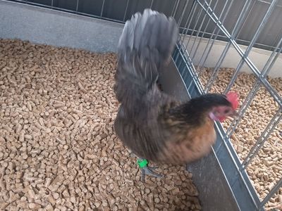 Azteca hen nice blue lemon colored hen. Laying really good right now