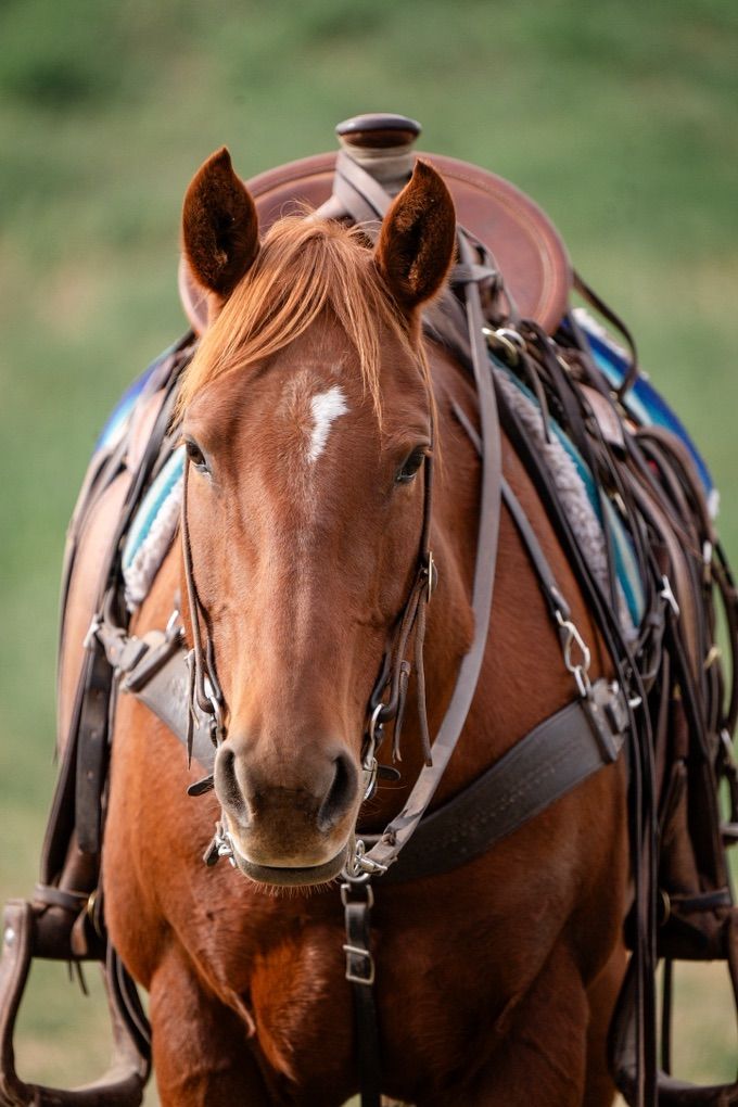 10 Year Old Sorrel Grade Qh Mare